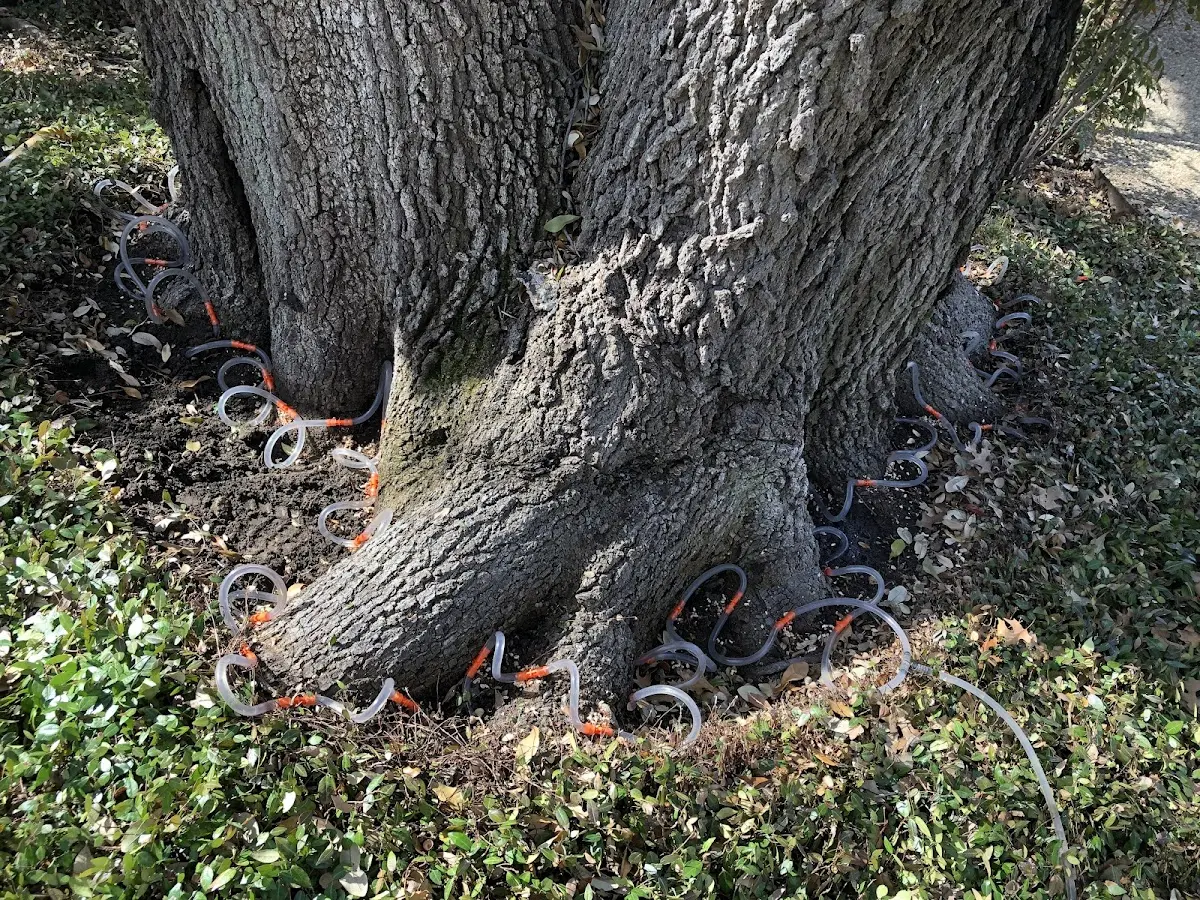 Detailed Tree Cabling and Bracing job site in Alliance